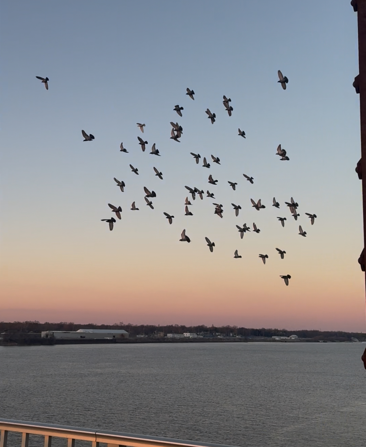 Birds Over the Water