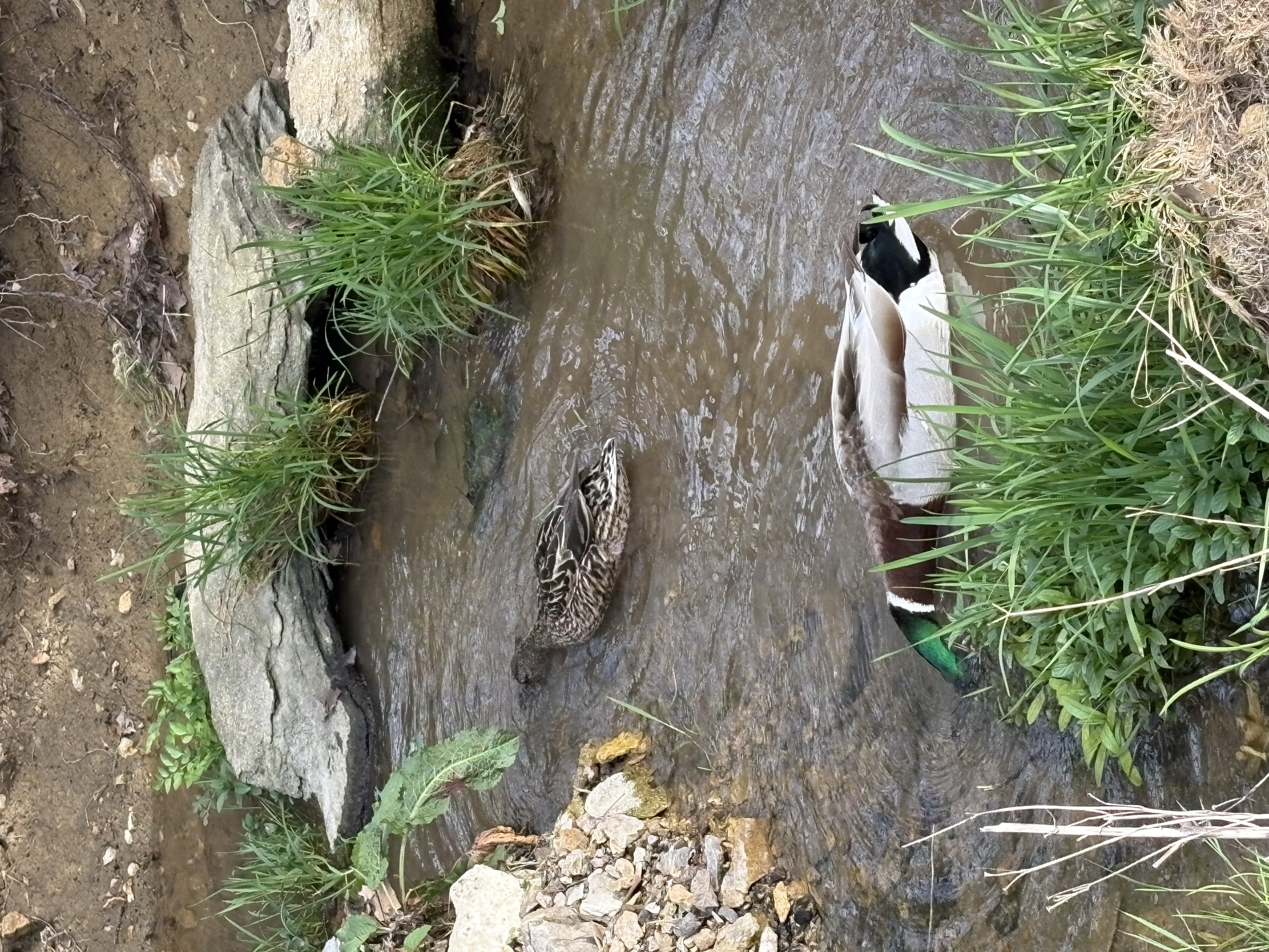 Ducks :)